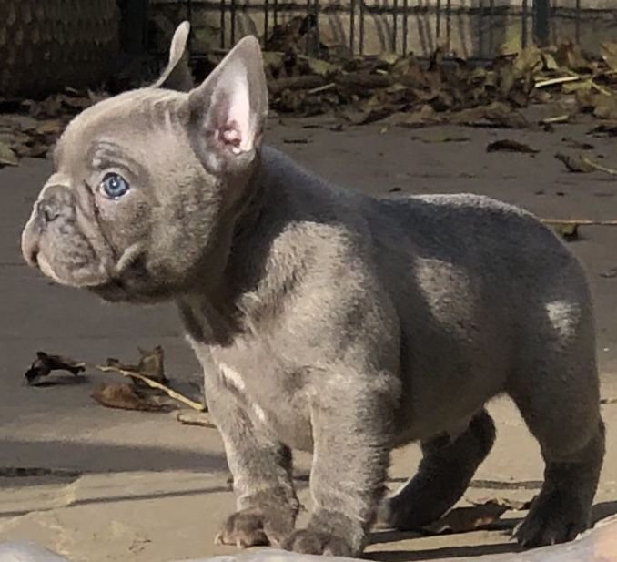 3 French Bulldogs For Sale