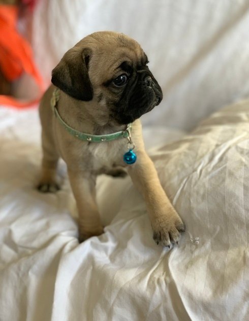 Teacup Puppies available for adoption.
