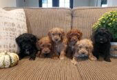 cockapoo_puppies_available-20201212-0003