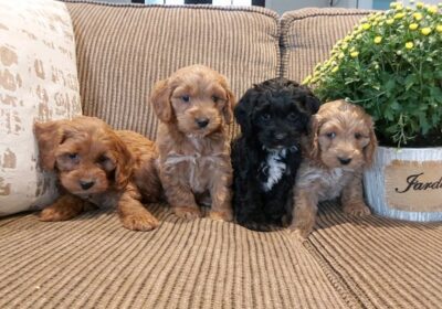 cockapoo_puppies_available-20201212-0004