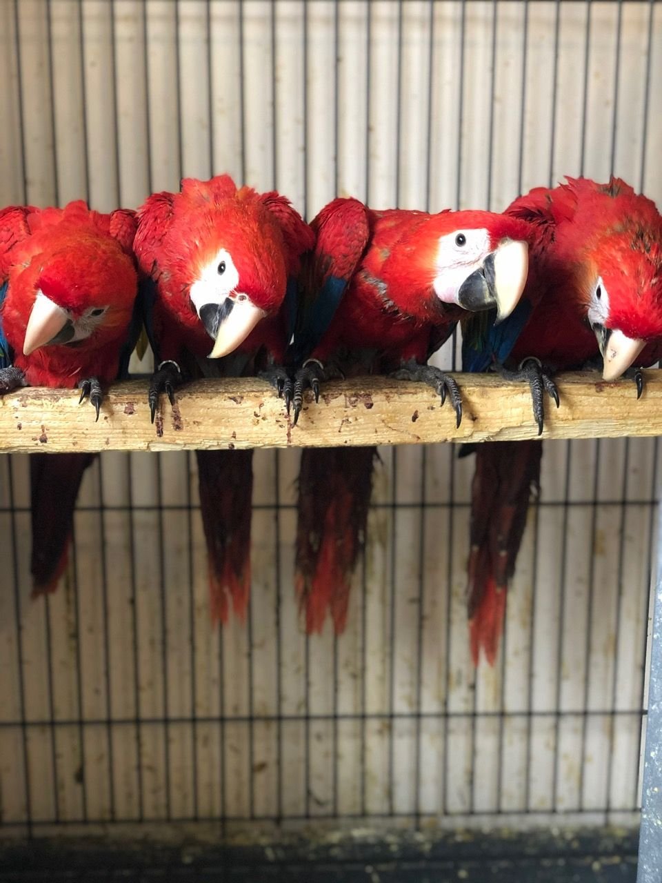 Supertame Baby Scarlet Macaw