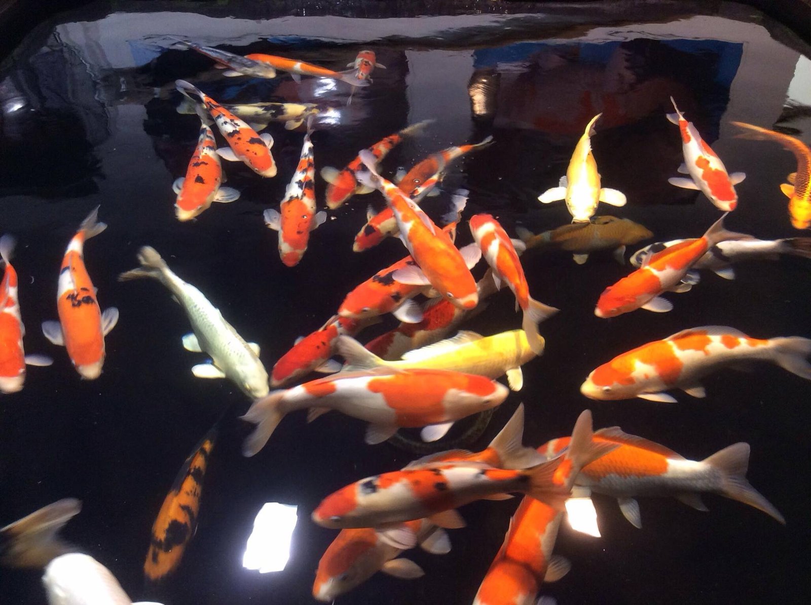 Purchases fish in Devon! Contact Now