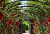Garden Clearance & Garden Maintenance – Howlett Gardening