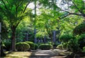 Garden Clearance & Garden Maintenance – Howlett Gardening