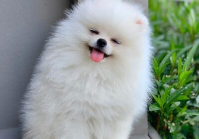 Beautiful pomeranian for gift for free adoption