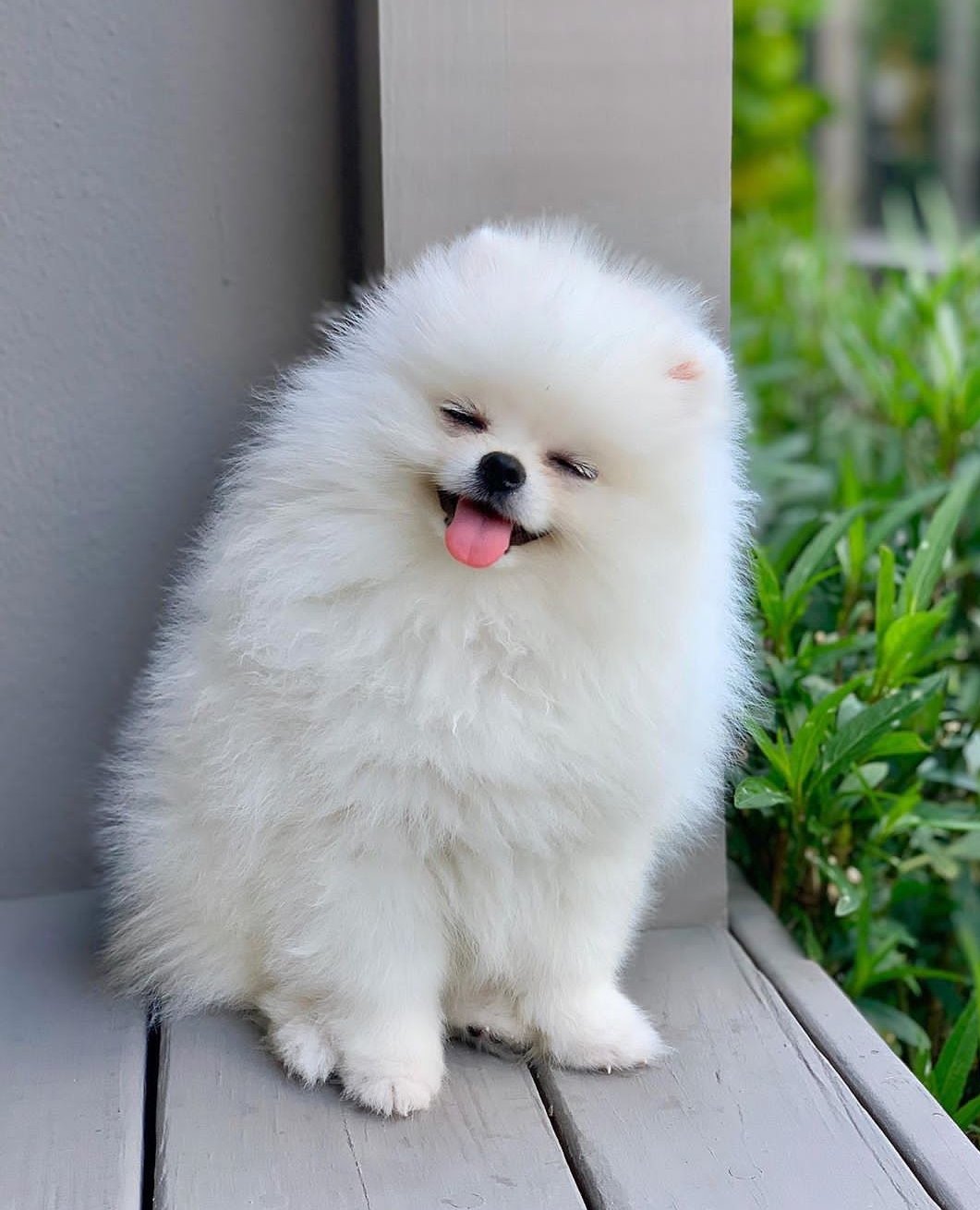 Beautiful pomeranian for gift for free adoption