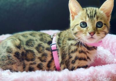 Cute Sphynx & Bengal kittens for adoption