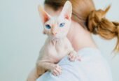 Cute Sphynx & Bengal kittens for adoption