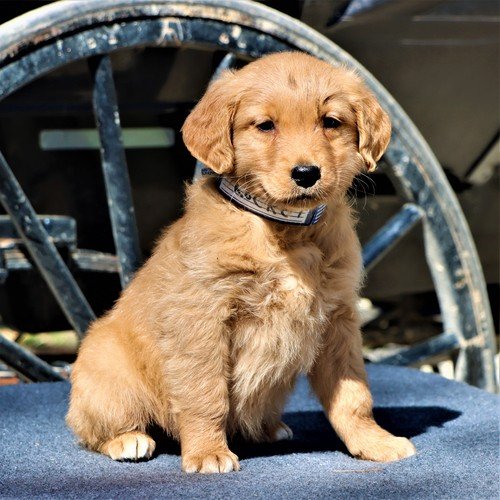 Golden retriever puppy for sale Tegara Classified Ads Uk