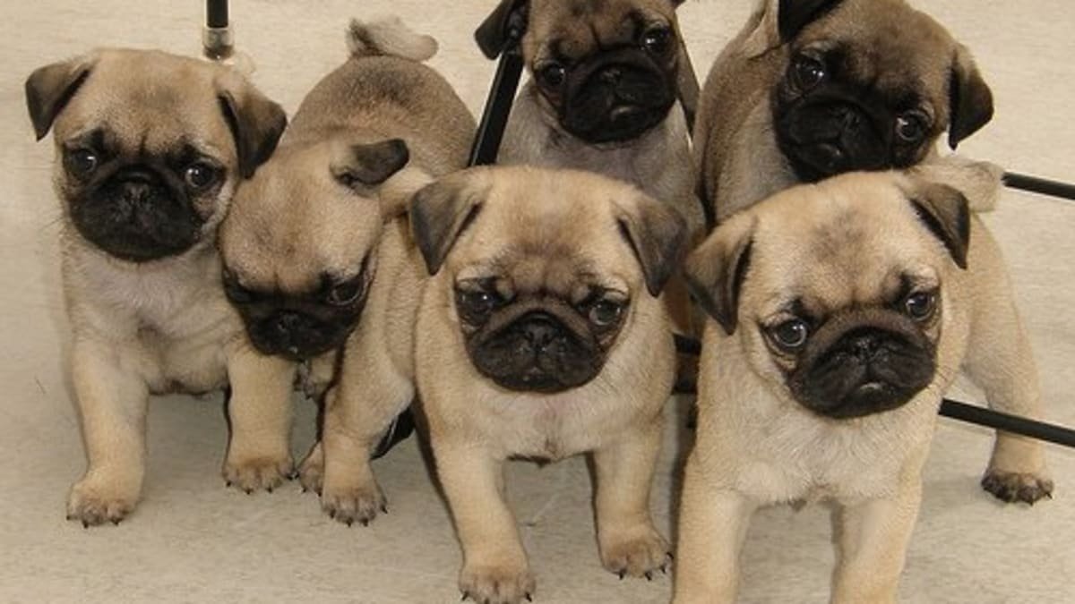 Adorable Pug puppies for sale uk