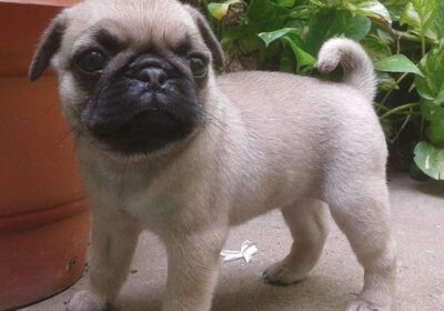 Adorable Pug puppies for sale uk