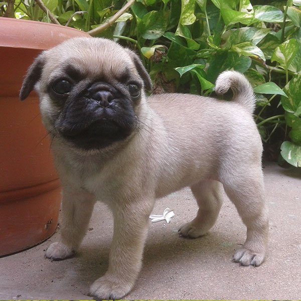 Adorable Pug puppies for sale uk