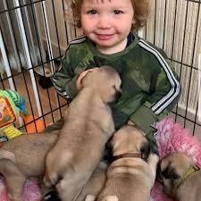 Adorable Pug puppies for sale uk