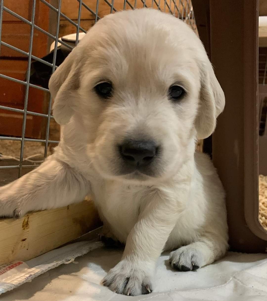 golden retriever puppies