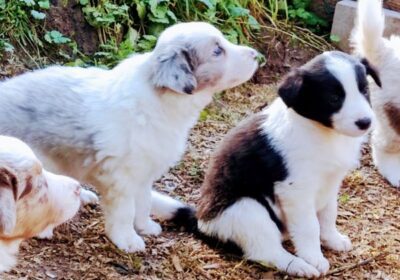 Three Beautiful Border Collie Puppies.