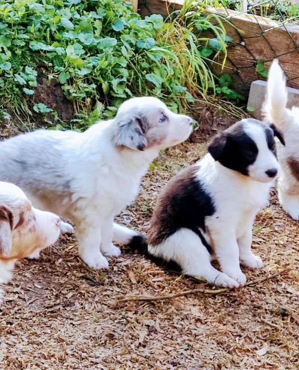 Three Beautiful Border Collie Puppies.