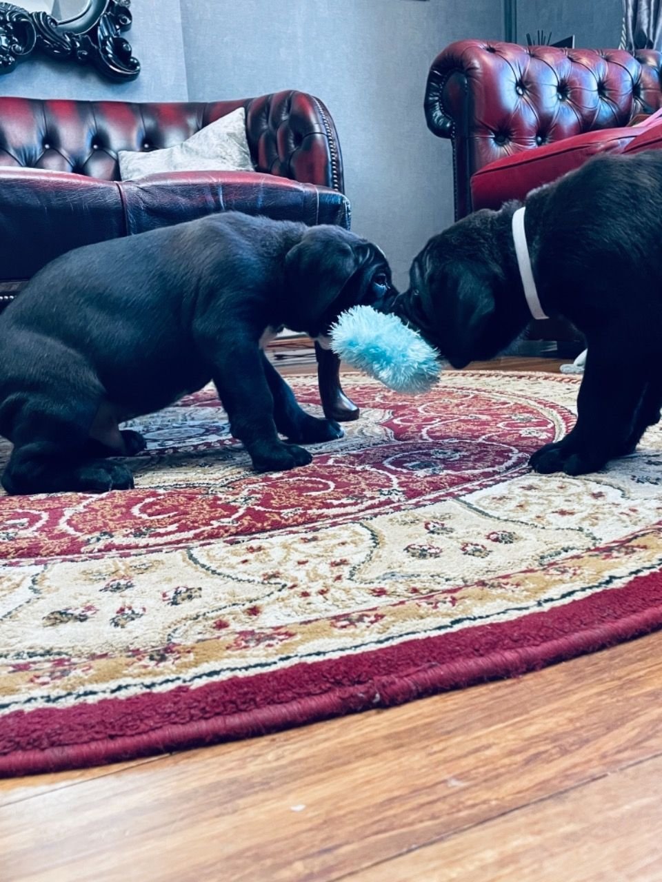 Amazing Blue Cane Corso Puppies 