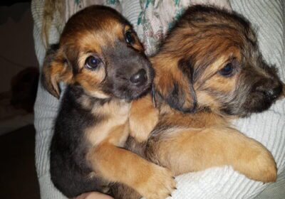 Adorable Border Terrier Puppies (kc Reg) 