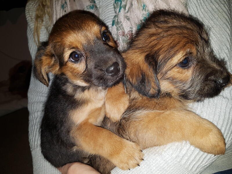 Adorable Border Terrier Puppies (kc Reg) 