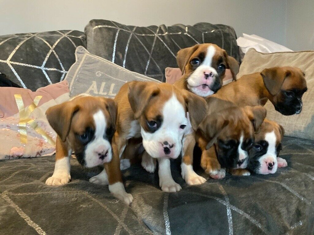Red And White Boxer Pups 