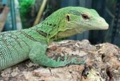 Young pair of Green Tree Monitors (Varanus prasinus)