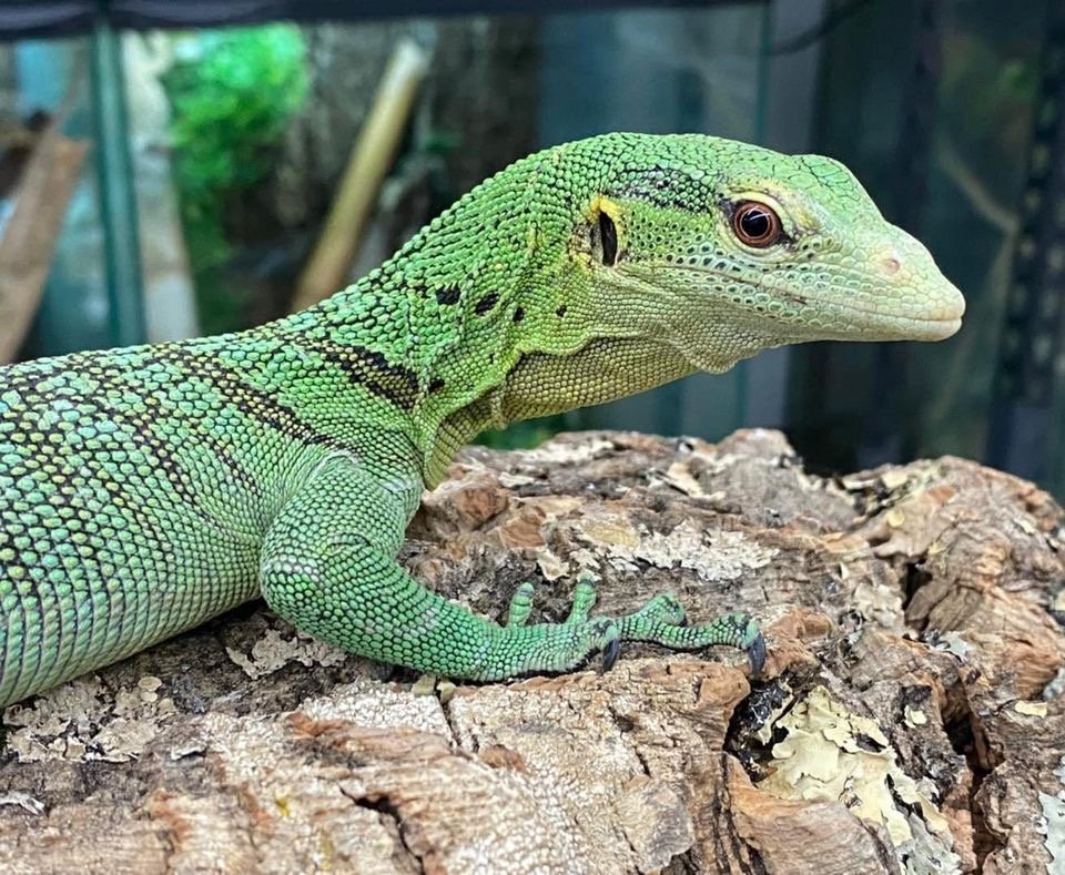 Young pair of Green Tree Monitors (Varanus prasinus)