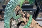Young pair of Green Tree Monitors (Varanus prasinus)
