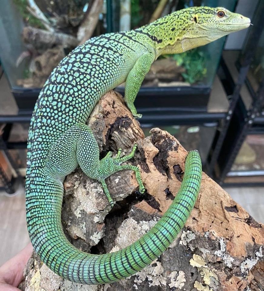 Young pair of Green Tree Monitors (Varanus prasinus)