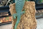Young pair of Green Tree Monitors (Varanus prasinus)