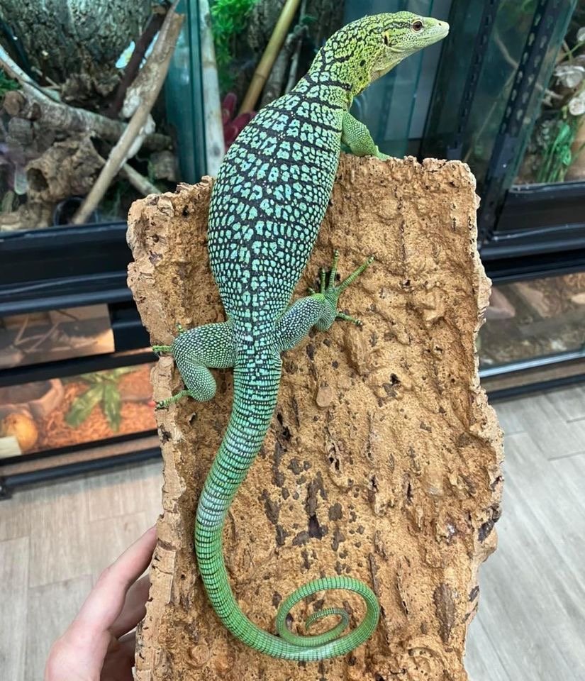 Young pair of Green Tree Monitors (Varanus prasinus)