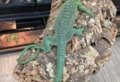 Young pair of Green Tree Monitors (Varanus prasinus)