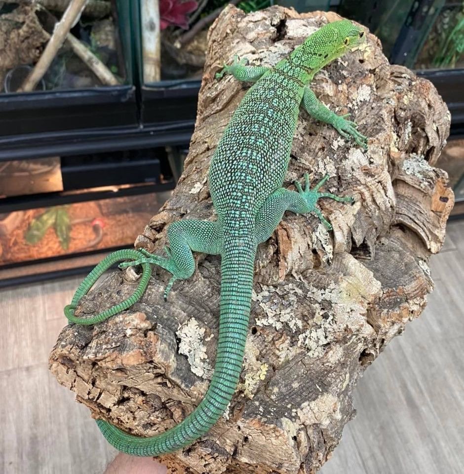 Young pair of Green Tree Monitors (Varanus prasinus)