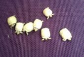 Well Started Albino Sulcata Tortoise (Geochelone sulcata).