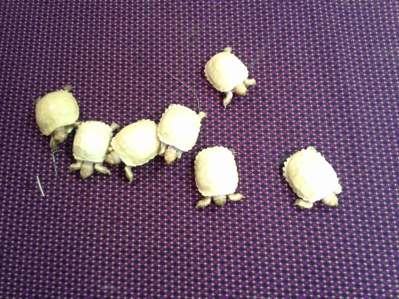 Well Started Albino Sulcata Tortoise (Geochelone sulcata).