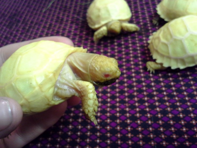Well Started Albino Sulcata Tortoise (Geochelone sulcata).