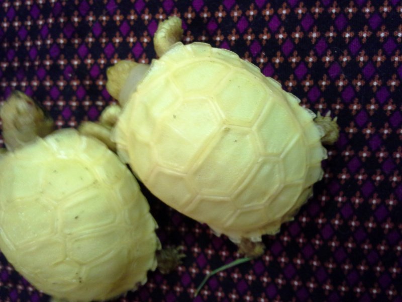 Well Started Albino Sulcata Tortoise (Geochelone sulcata).