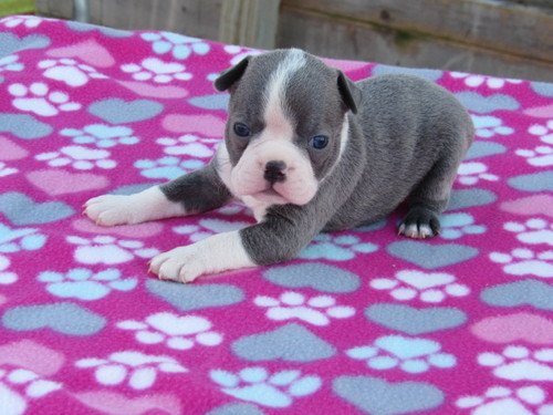 Boston Terrier Puppies