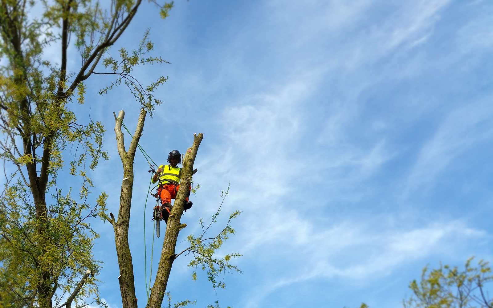 Expert Tree Surgeon in North Lincolnshire
