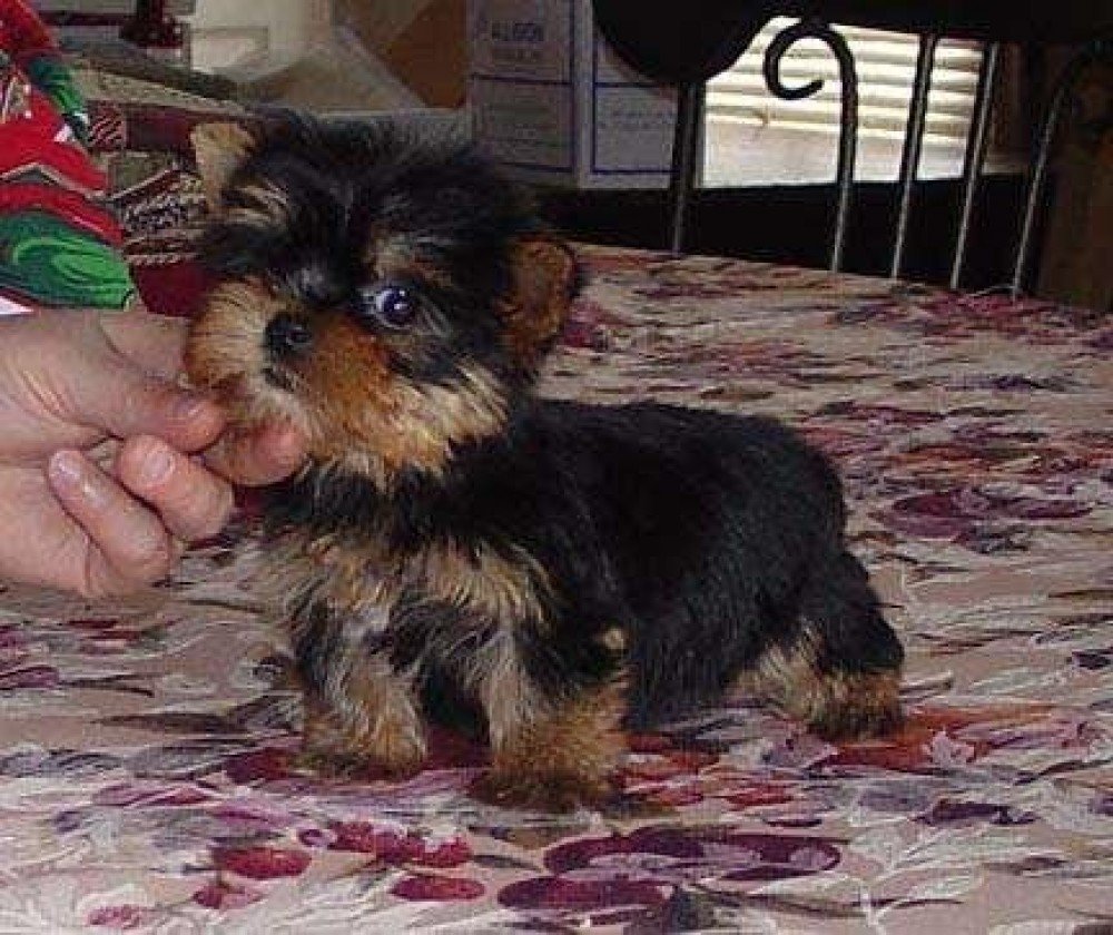 Yorkie Terrier puppies for adoption