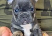 French bulldog puppies