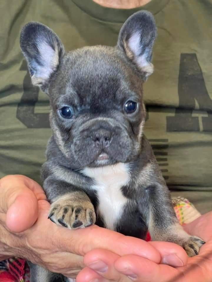 French bulldog puppies
