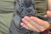 French bulldog puppies