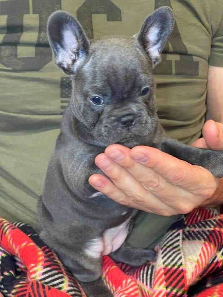 French bulldog puppies