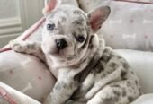 French bulldog puppies
