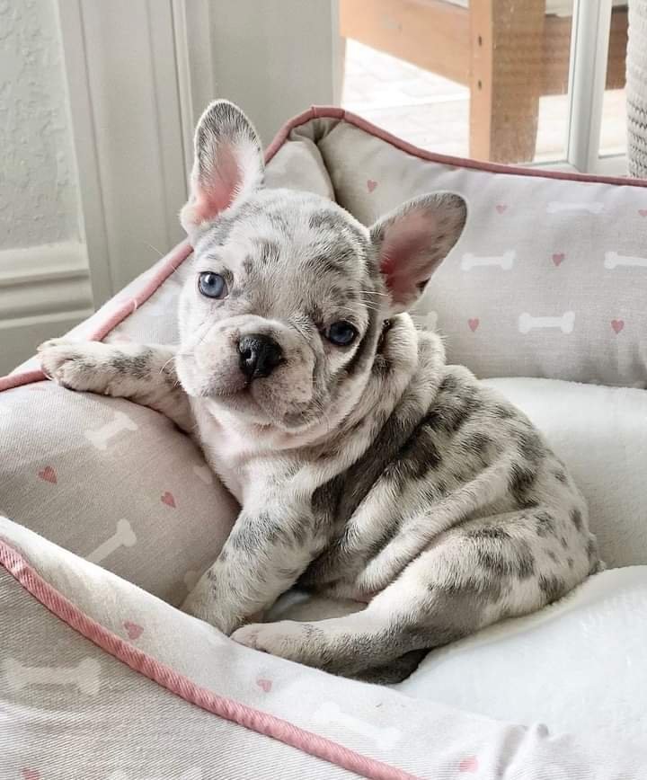 French bulldog puppies