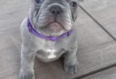 French bulldog puppies