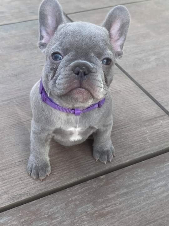 French bulldog puppies