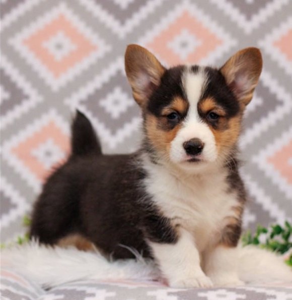 Outstanding Pembroke Welsh Corgi Puppies