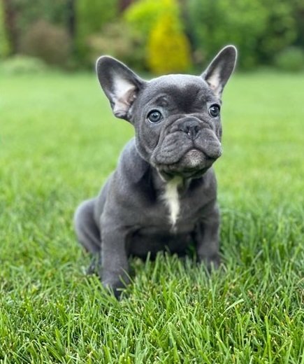 Well Trained French Bulldog Puppies