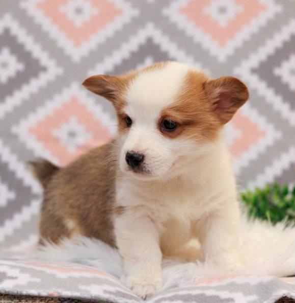 Outstanding Pembroke Welsh Corgi Puppies